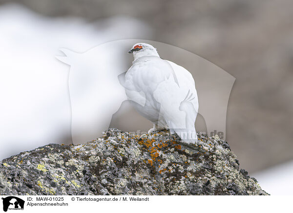 Alpenschneehuhn / MAW-01025