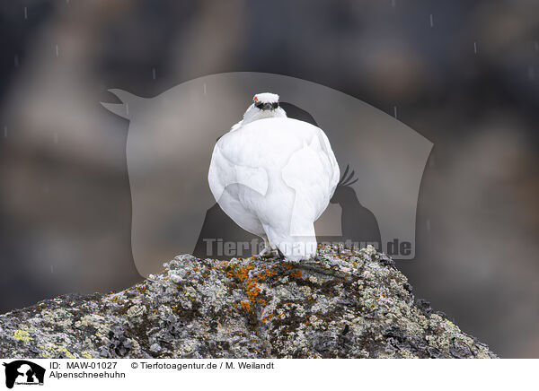 Alpenschneehuhn / MAW-01027