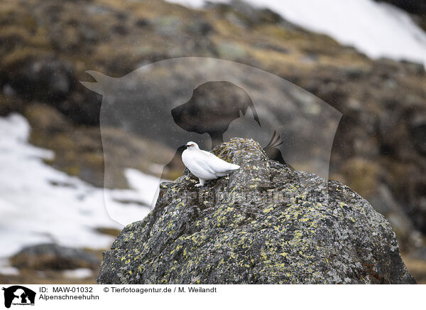 Alpenschneehuhn / snow chicken / MAW-01032