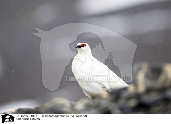 Alpenschneehuhn / snow chicken / MAW-01037