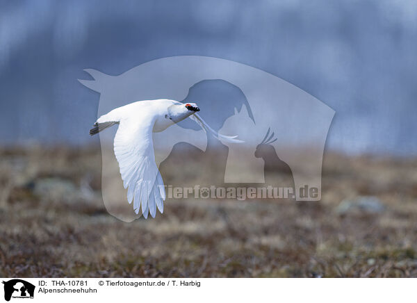 Alpenschneehuhn / snow chicken / THA-10781