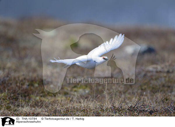 Alpenschneehuhn / snow chicken / THA-10784