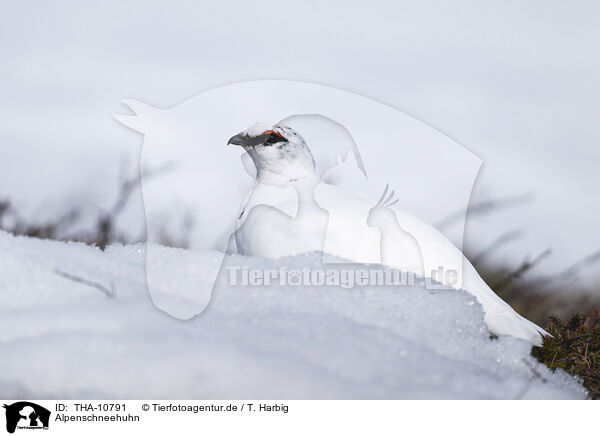 Alpenschneehuhn / snow chicken / THA-10791