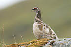 Alpenschneehuhn