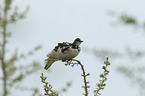 Alpenschneehuhn