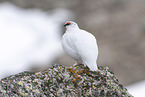 Alpenschneehuhn