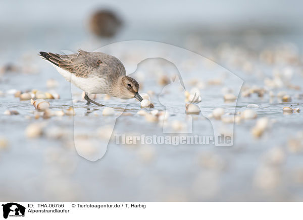 Alpenstrandlufer / Dunlin / THA-06756