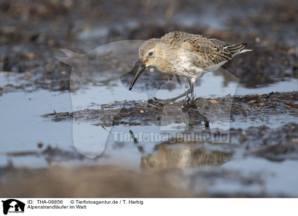 Alpenstrandlufer im Watt / Dunlin on the mudflats / THA-08856