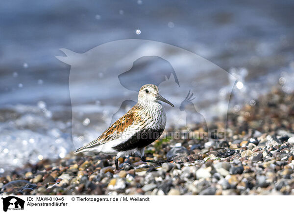 Alpenstrandlufer / dunlin / MAW-01046