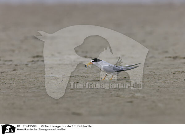 Amerikanische Zwergseeschwalbe / Least Tern / FF-13508