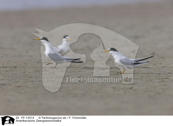 Amerikanische Zwergseeschwalbe / Least Tern / FF-13514