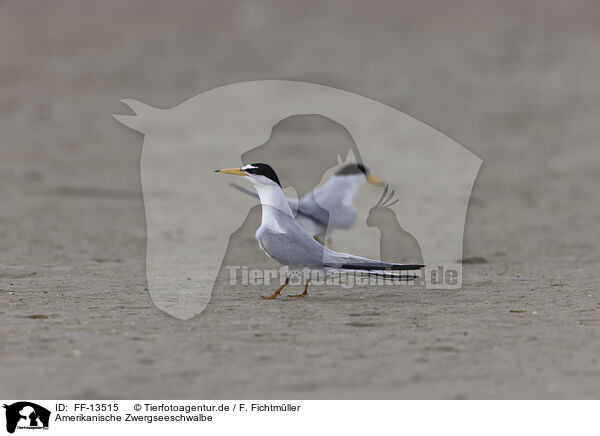 Amerikanische Zwergseeschwalbe / Least Tern / FF-13515