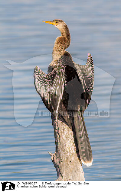 Amerikanischer Schlangenhalsvogel / American darter / WS-06697