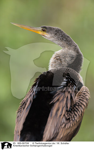 Amerikanischer Schlangenhalsvogel / American darter / WS-06708