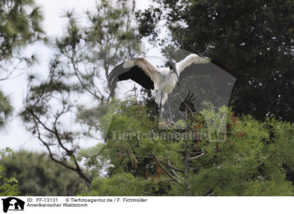 Amerikanischer Waldstorch / American wood ibis / FF-13131