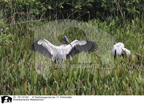 Amerikanische Waldstrche / American wood ibis / FF-13142