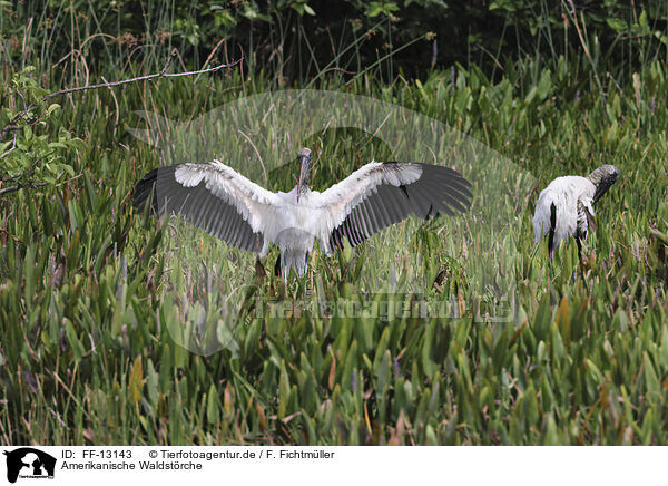 Amerikanische Waldstrche / American wood ibis / FF-13143