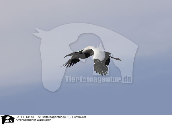Amerikanischer Waldstorch / American wood ibis / FF-13148