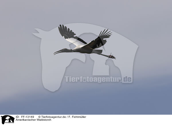 Amerikanischer Waldstorch / American wood ibis / FF-13149