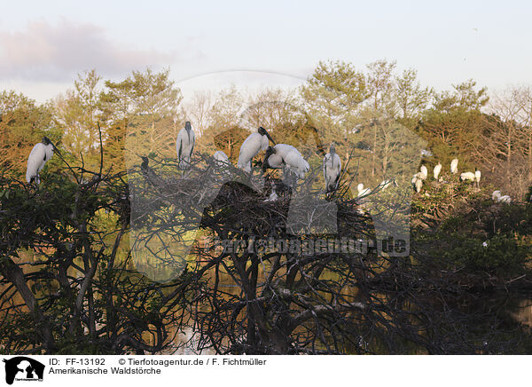 Amerikanische Waldstrche / American wood ibis / FF-13192