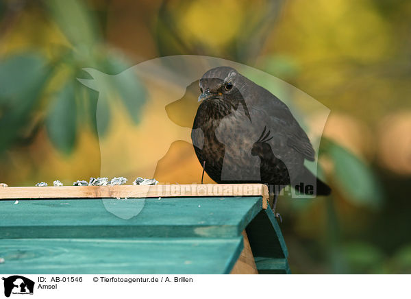 Amsel / common blackbird / AB-01546