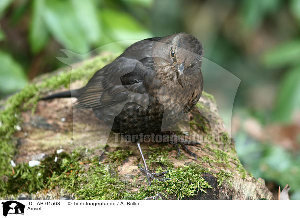 Amsel / common blackbird / AB-01568