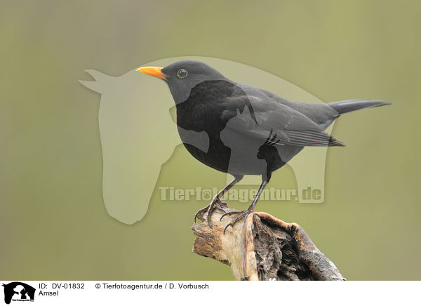 Amsel / common blackbird / DV-01832