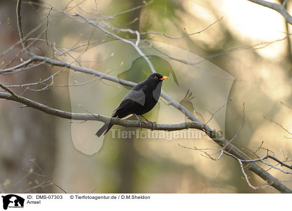 Amsel / common blackbird / DMS-07303