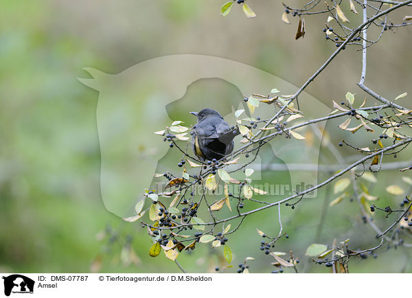 Amsel / common blackbird / DMS-07787