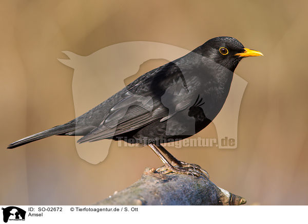 Amsel / common blackbird / SO-02672