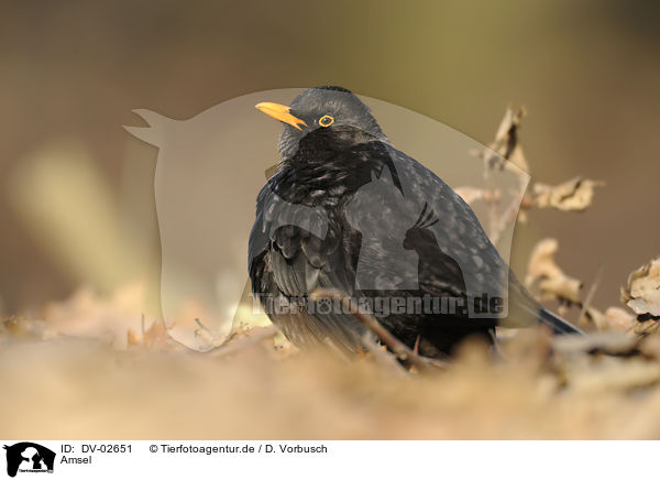 Amsel / common blackbird / DV-02651