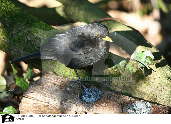 Amsel / common blackbird / AB-02882