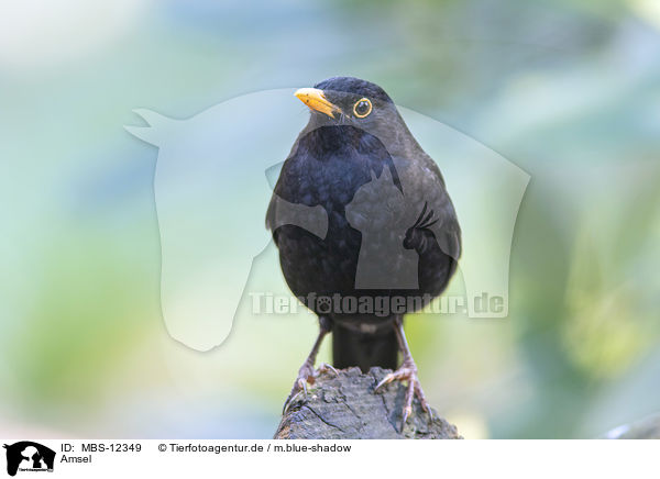 Amsel / common blackbird / MBS-12349