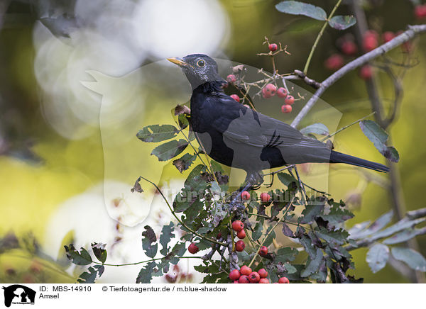 Amsel / common blackbird / MBS-14910