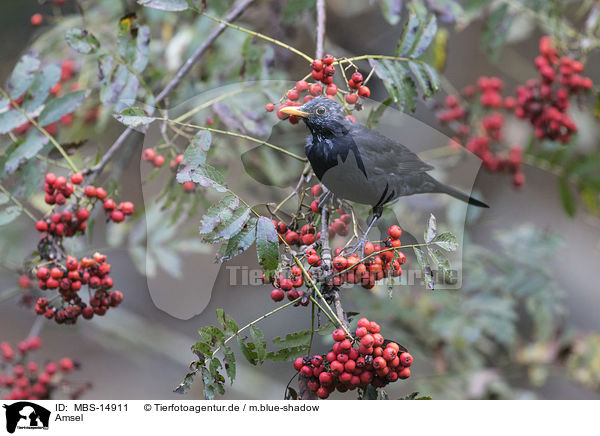 Amsel / common blackbird / MBS-14911