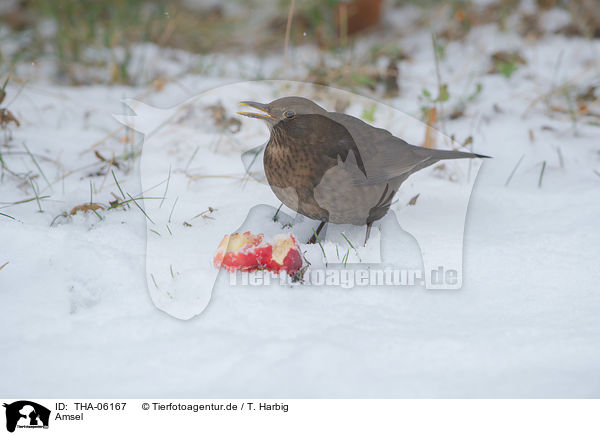 Amsel / THA-06167