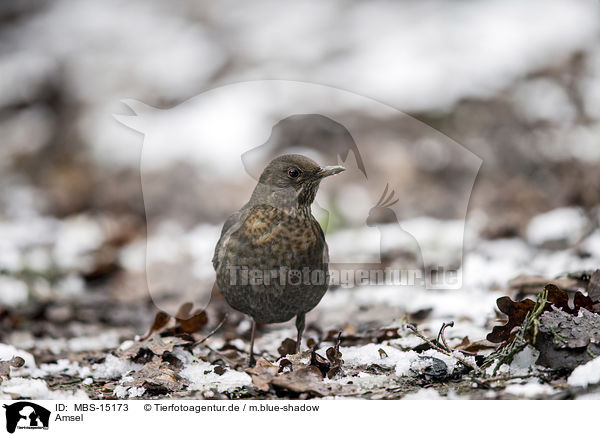 Amsel / common blackbird / MBS-15173