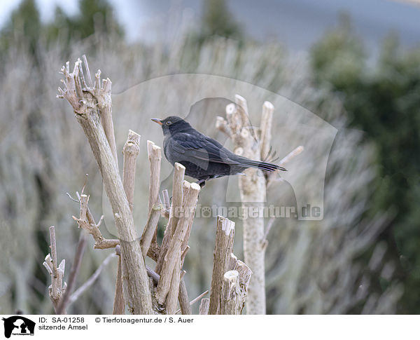 sitzende Amsel / sitting Eurasian Blackbird / SA-01258