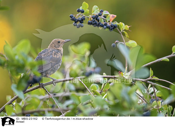 Amsel / common blackbird / MBS-23162