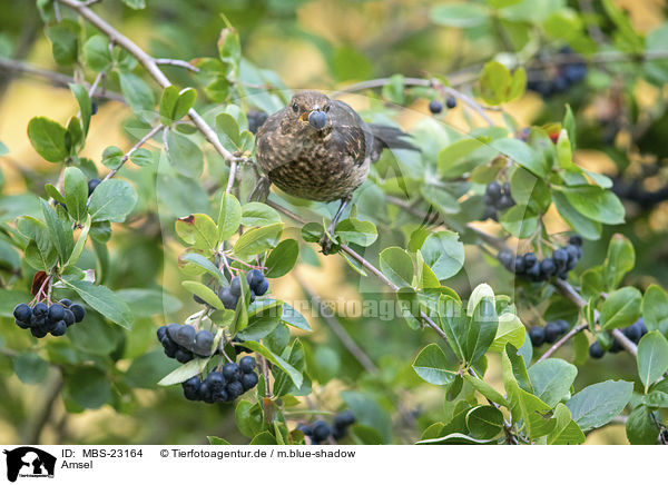 Amsel / common blackbird / MBS-23164