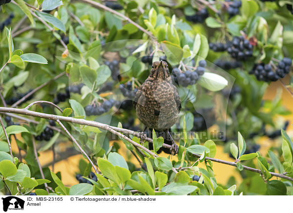 Amsel / common blackbird / MBS-23165