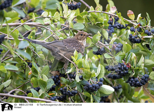 Amsel / common blackbird / MBS-23168