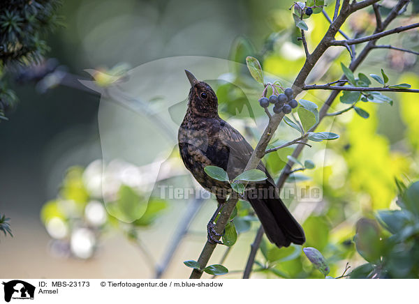 Amsel / common blackbird / MBS-23173