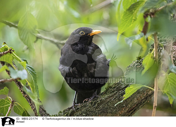 Amsel / common blackbird / MBS-23174