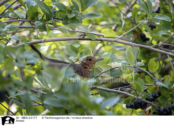 Amsel / common blackbird / MBS-23177