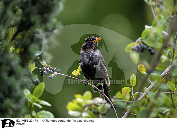 Amsel / common blackbird / MBS-23178