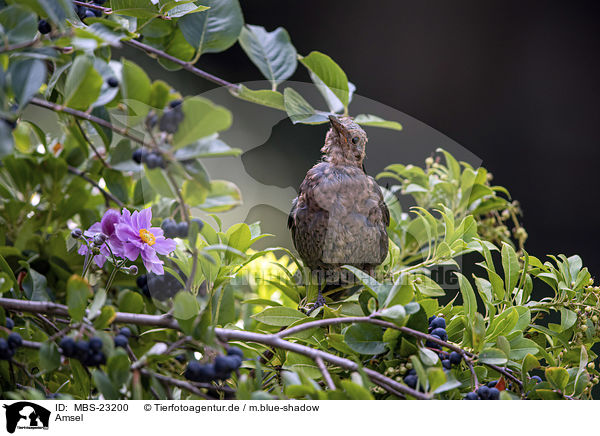 Amsel / common blackbird / MBS-23200