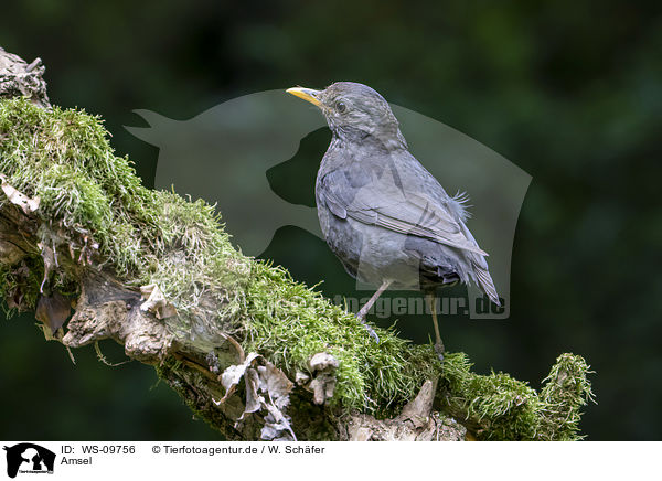 Amsel / common blackbird / WS-09756