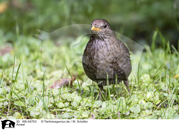 Amsel / common blackbird / WS-09763