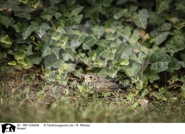 Amsel / common blackbird / RR-104606